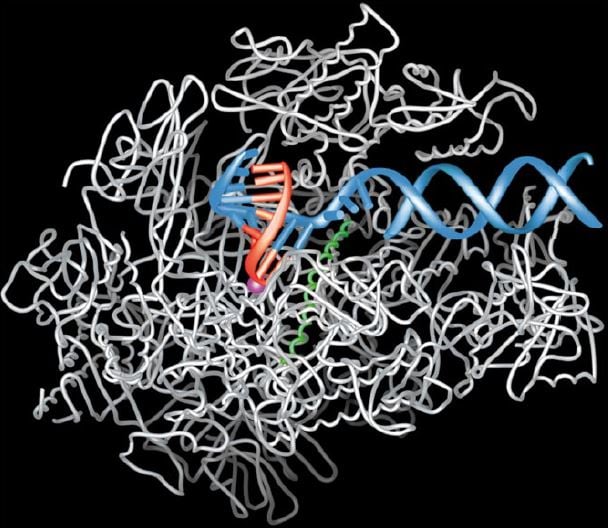 Transcription process